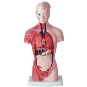 3D Human Body Model for Kids - STEM Anatomy Toy Set